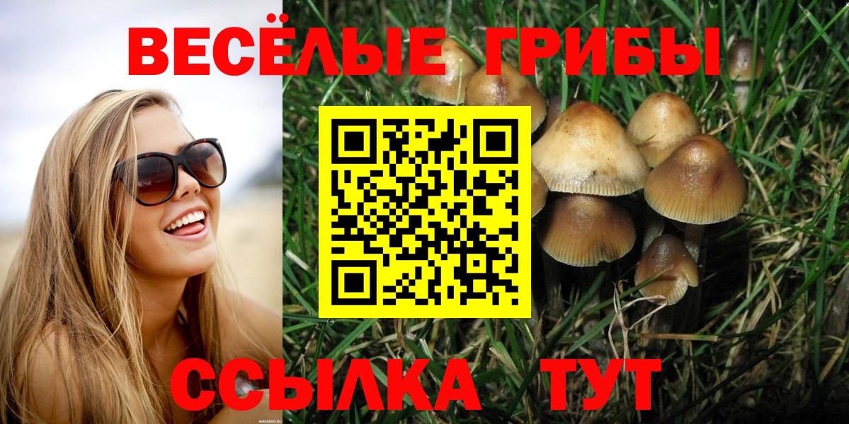 Губкин  Псилоцибиновые грибы Psilocybine cubensis  Вход с VPN 